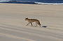 Fraser Dingo